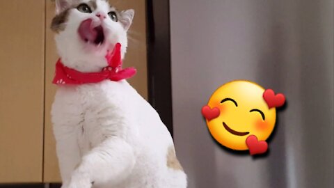 Watch this playful and fun cat❤