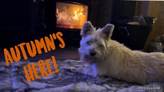 Scottie and Cairn Terrier | Autumn is here 🍁