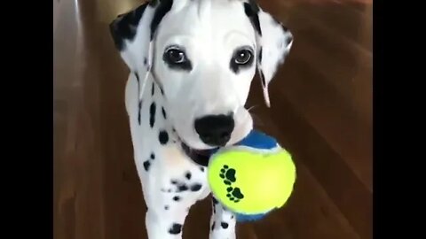 Cuteness Attack