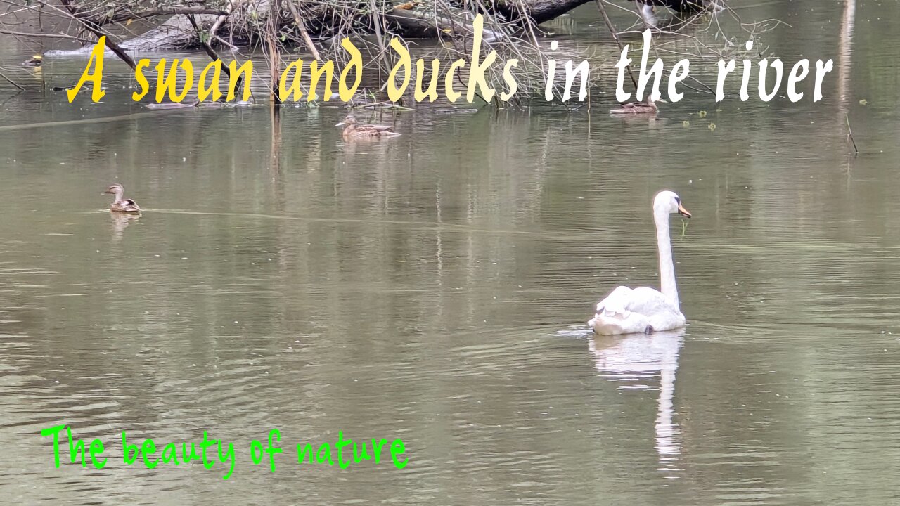 A beautiful swan and ducks in the river / beautiful water birds in the water.