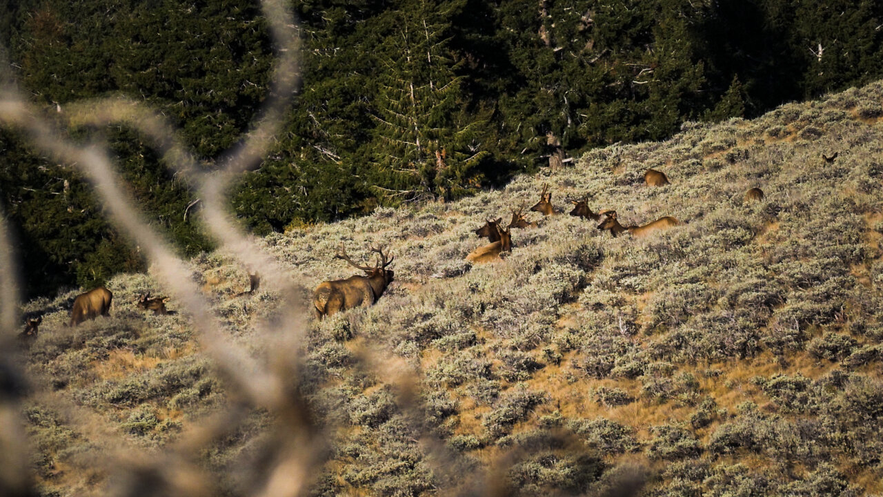 Idaho Archery Elk Hunting (Elk Everywhere!)