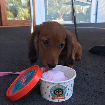 Mini dachshund puppy really enjoys ice cream