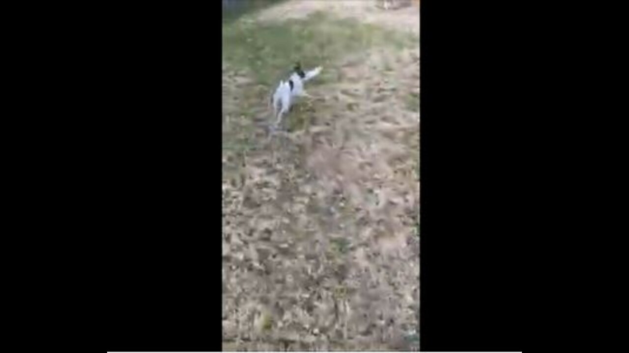 Princess plays fetch with a frisbee SORT OF!