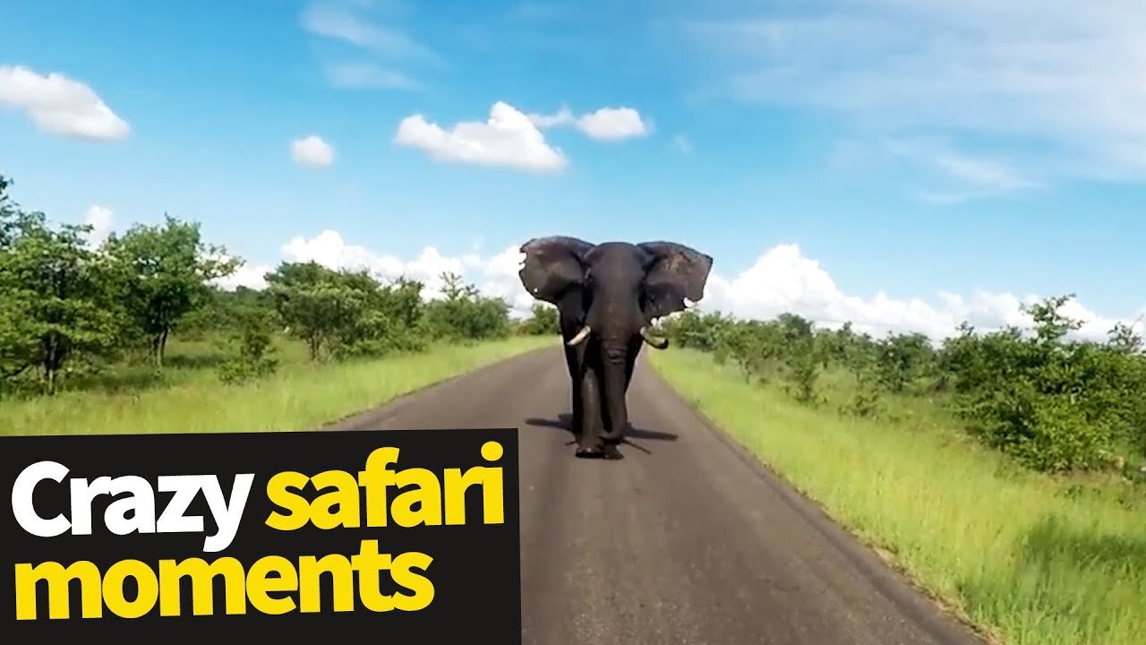 Top 20 Incredible Safari Moments Caught on Camera#SafariMoments #IncredibleSafari #Photography