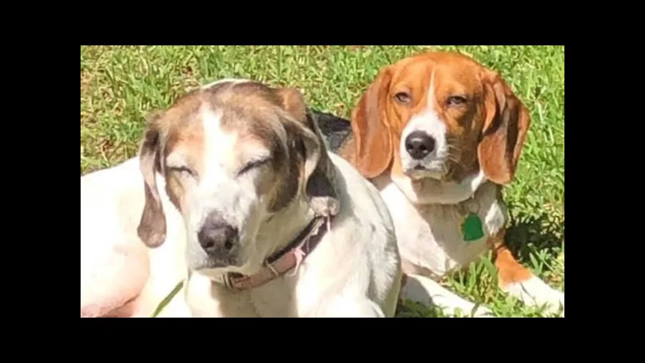 Banchee The Beagle Dog: Not Today, Bucko