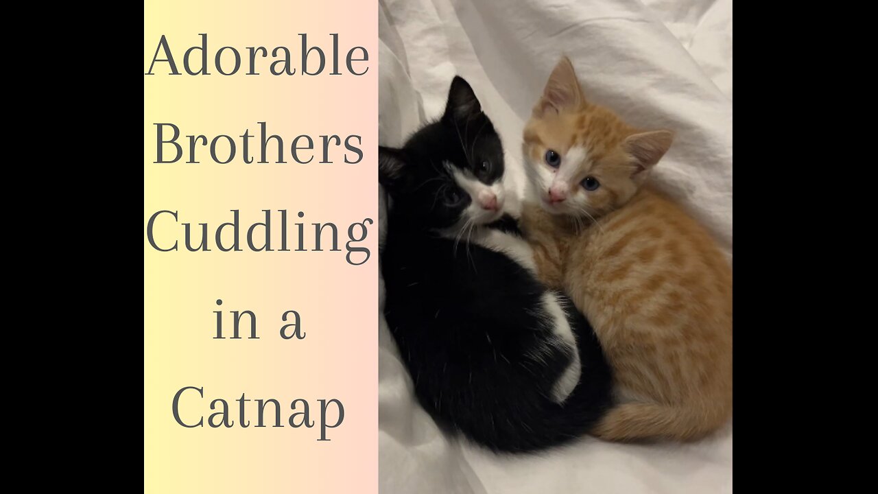 Adorable Cat Brothers Snuggle in Sweet Slumber!