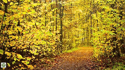 Nature's Symphony: Calming Forest Ambiance