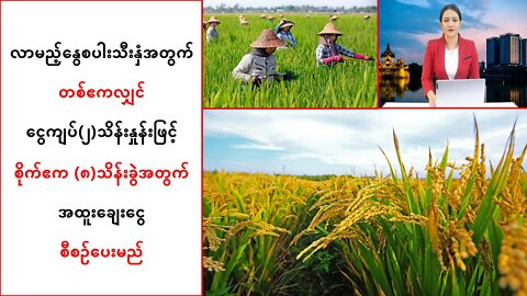 လာမယ့်နွေစပါးသီးနှံအတွက် တစ်ဧကကို ကျပ်(၂)သိန်းနှုန်းနဲ့ အထူးချေးငွေ စီစဉ်ပေးမယ်လို့ ဆို