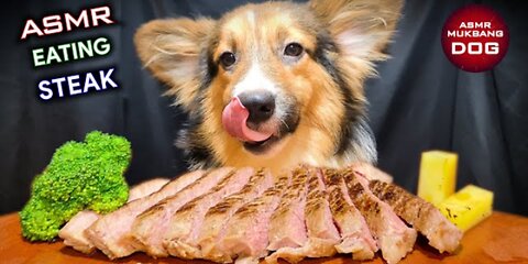 ASMR MUKBANG | DOG EATING STEAK