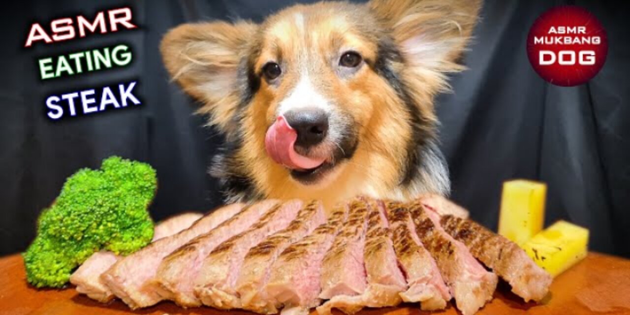 ASMR MUKBANG | DOG EATING STEAK