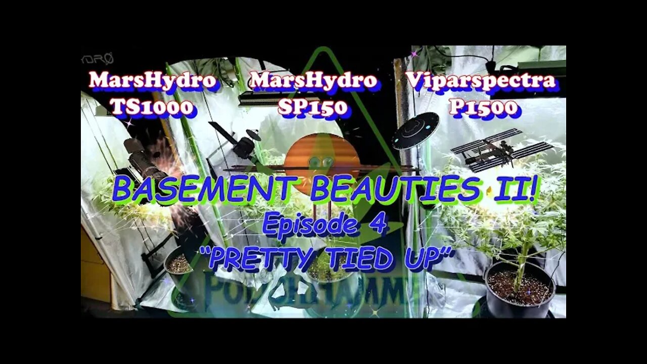 Basement Beauties 2 Side by Each! Ep.4 #MarsHydro #Viparspectra 👽 #NorthGenetics #Vivosun #420 🔨🔨