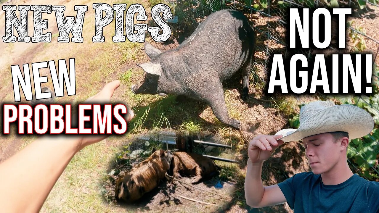 New Pigs (NEW PROBLEMS) ~ There (KILLING!) Each Other! ~ Farm Drama