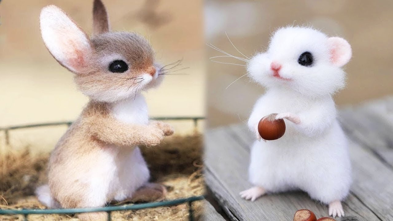 Cute Baby Animals! Must see!