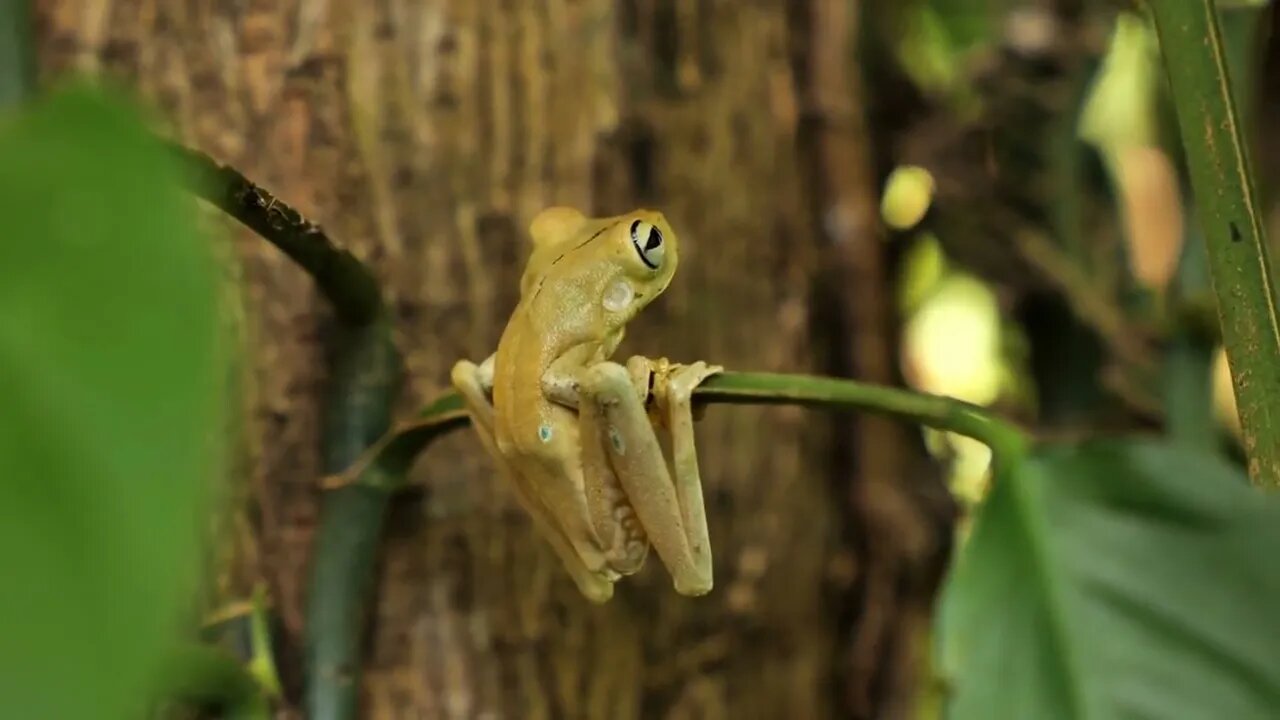 green tree frog hanging on a leaf blurry tree background Costa Rica