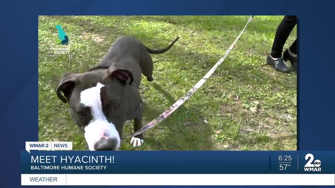 Hyacinth the dog is up for adoption at the Baltimore Humane Society