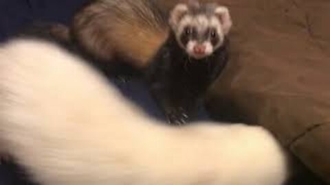 Nibbs and Little Bear, two little stinkers playing on the bed