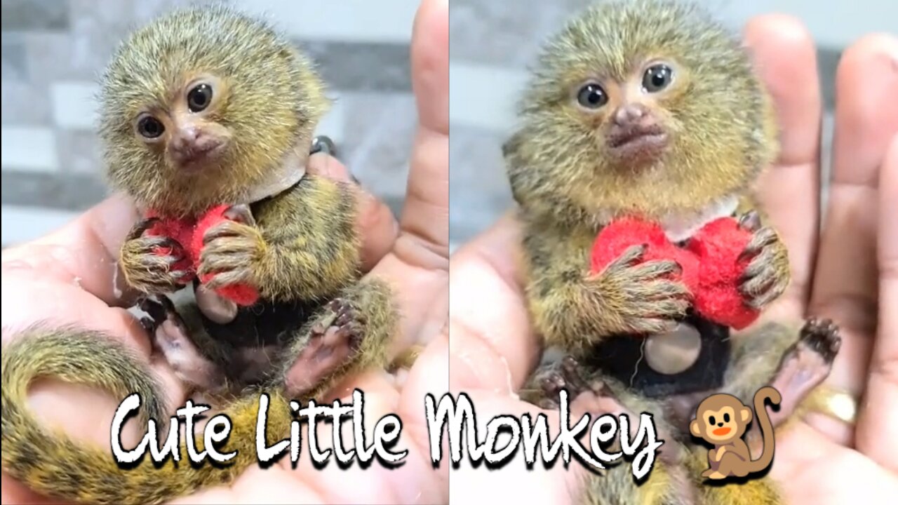 Most Cutest Little Monkey Never Before Seen This !