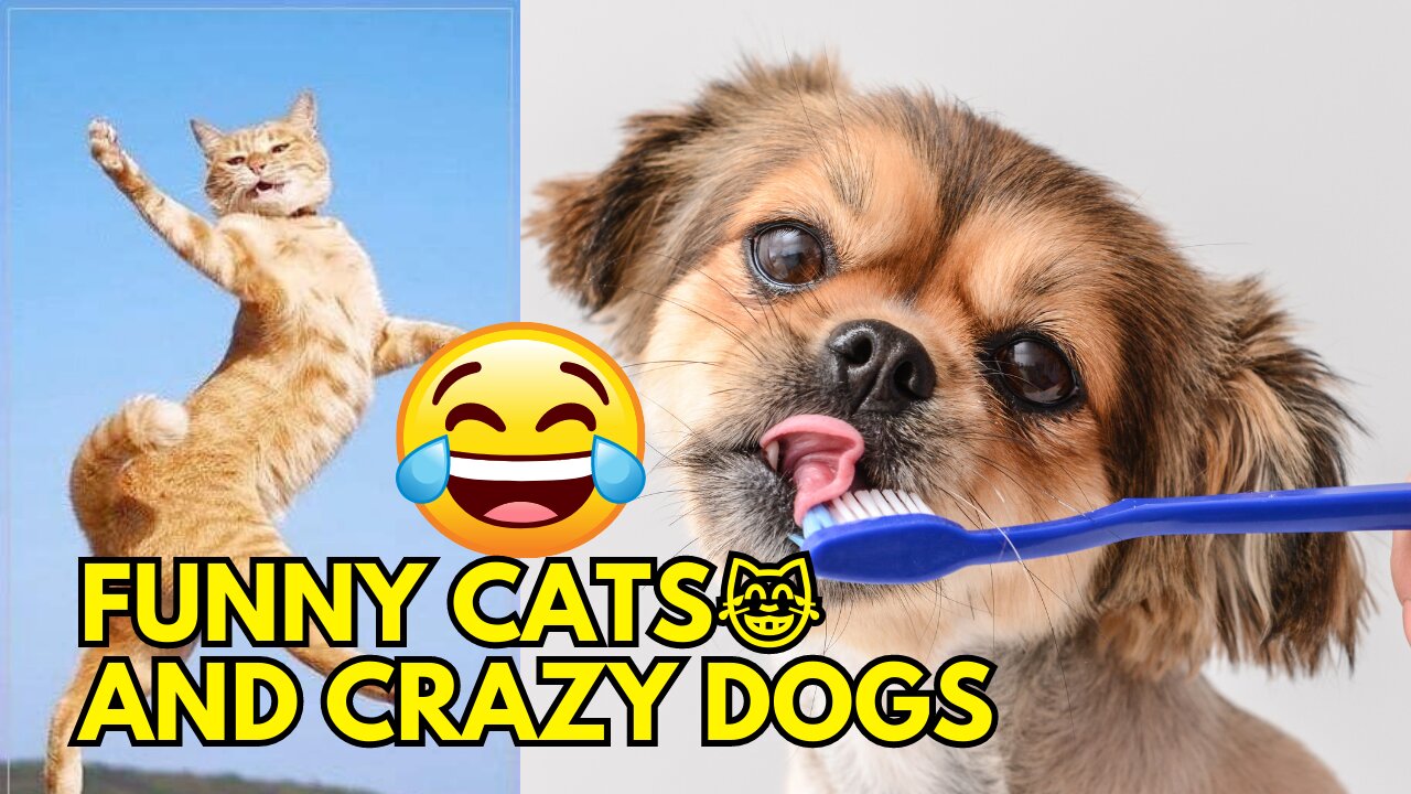 Funniest Animal Videos😂 - Funny Cats😹 and Crazy Dogs🐶 Videos 2023! #3