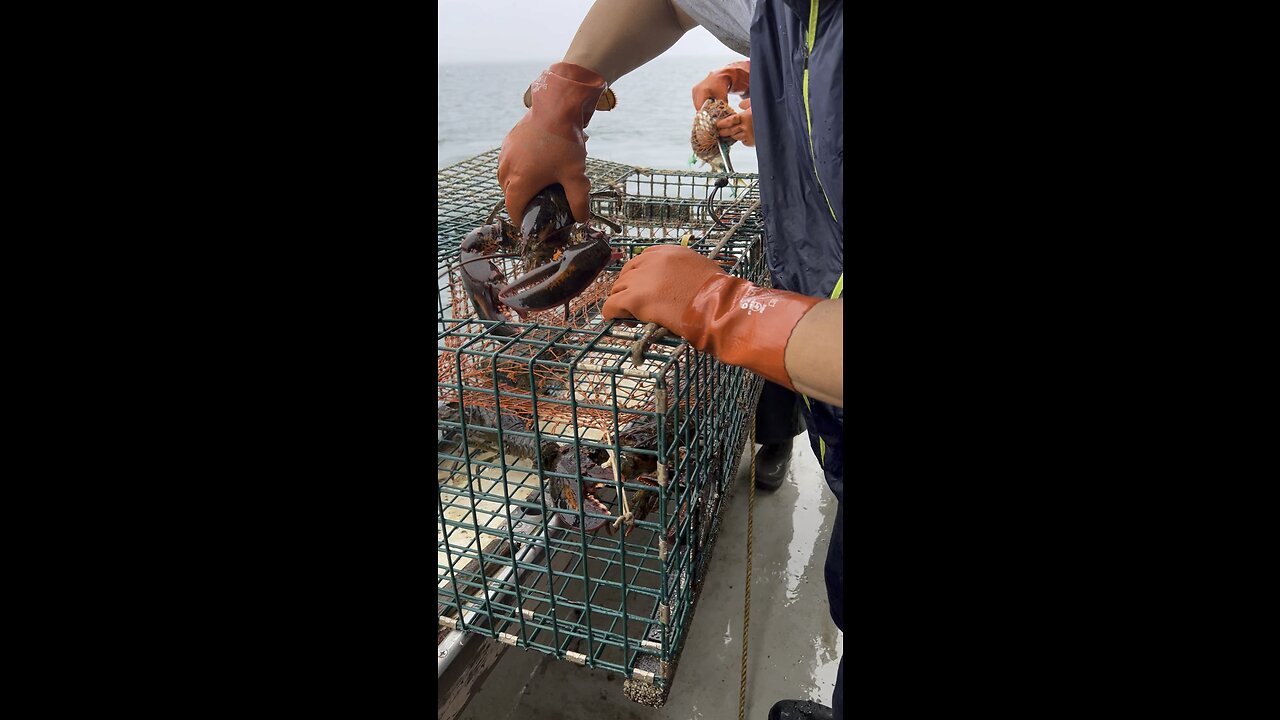 tourist try maine lobstering