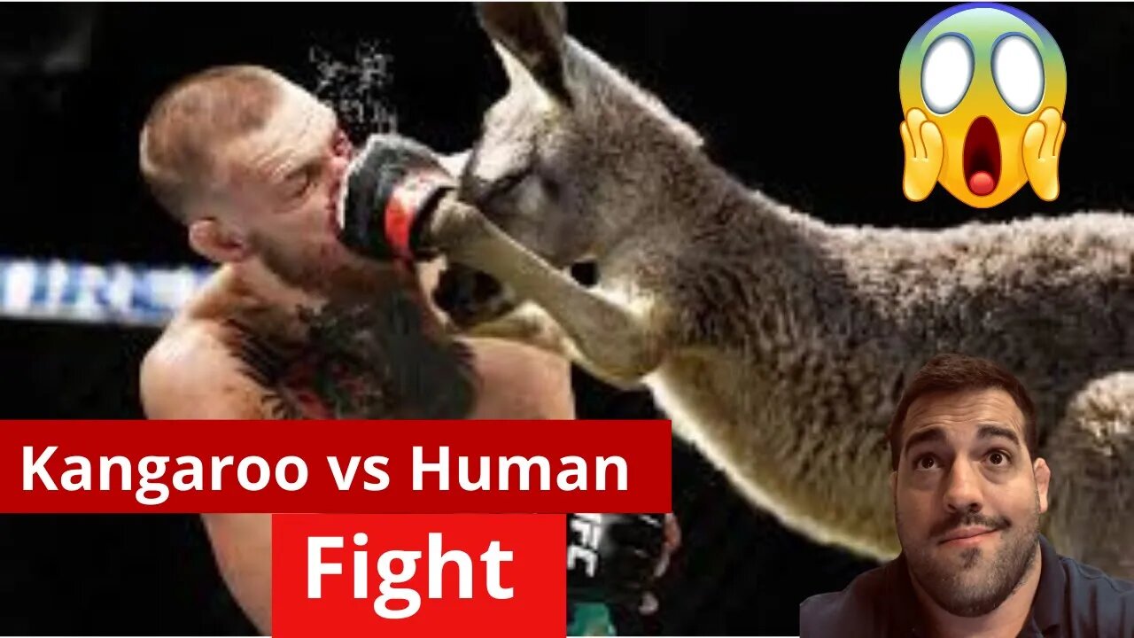 Kangaroo vs Human fight #kangaroo #human #boxe #fight