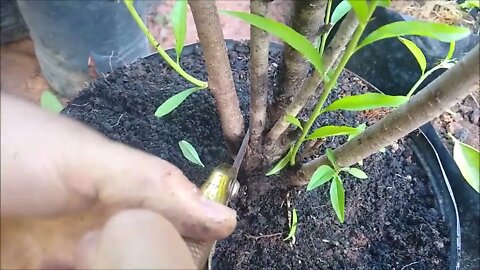 frutíferas de enxerto esses erros impedem sua produção