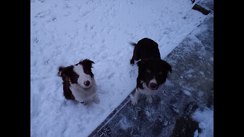 2024 Jan 6 first day in snow for Tiny, Trip and Tucker Carlson