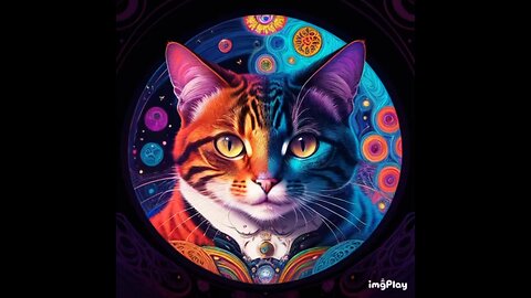 Cute Cat Picture ☯️