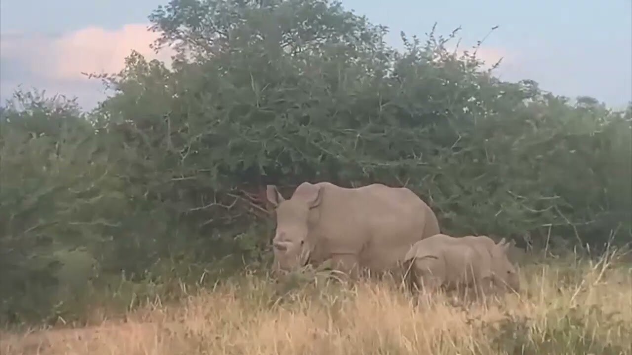 Phillipa the rhino and her adorable baby