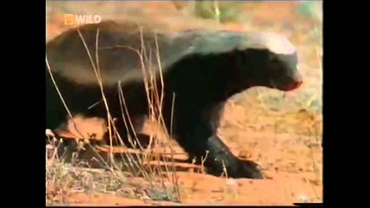 The Original Honeybadger Video w/Narration by Randall! This One Started It All...