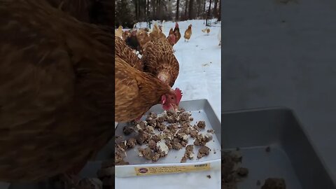 I Think Chickens Like Hamburger!#chickens #beef #snack #homestead #homesteading #food #peaceful