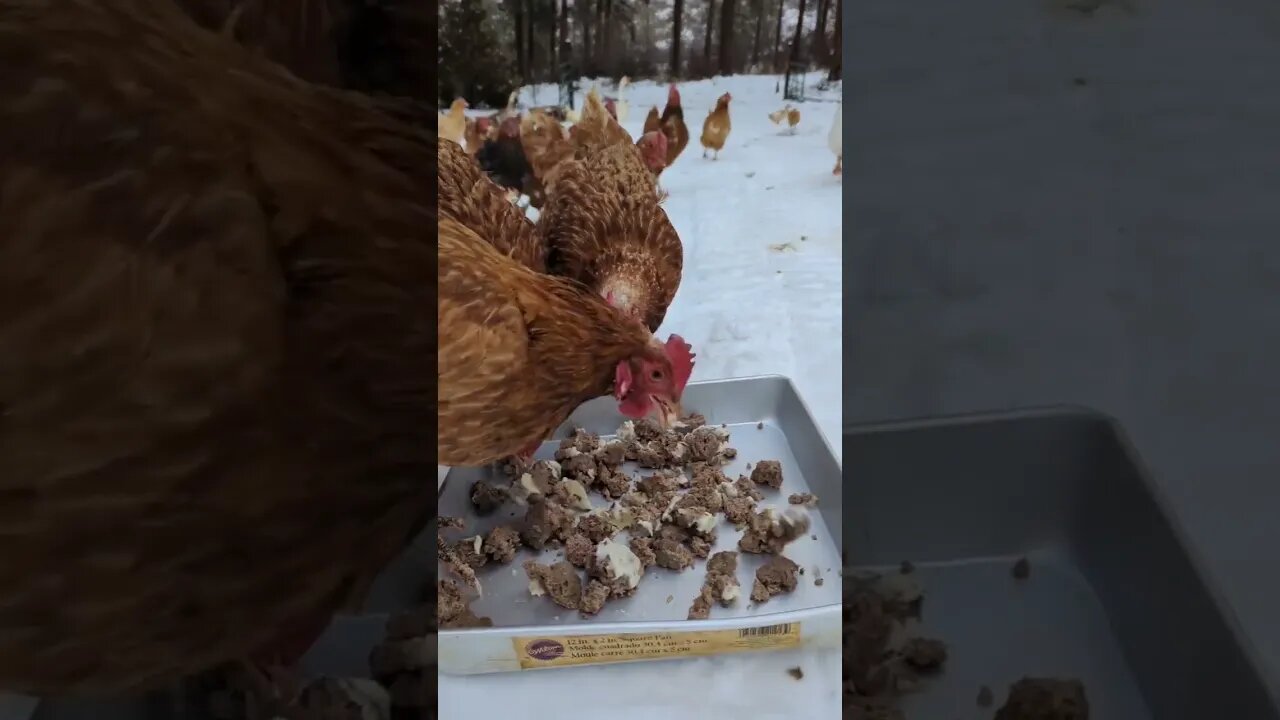 I Think Chickens Like Hamburger!#chickens #beef #snack #homestead #homesteading #food #peaceful