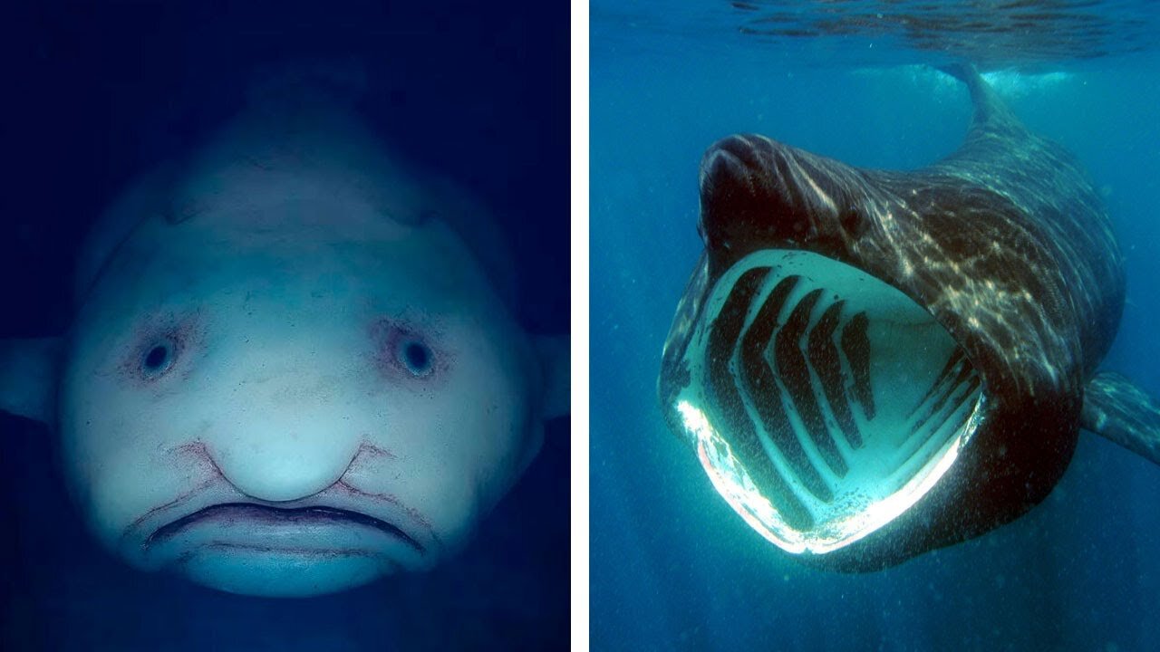 10 sea Creatures You Won't Believe Exist