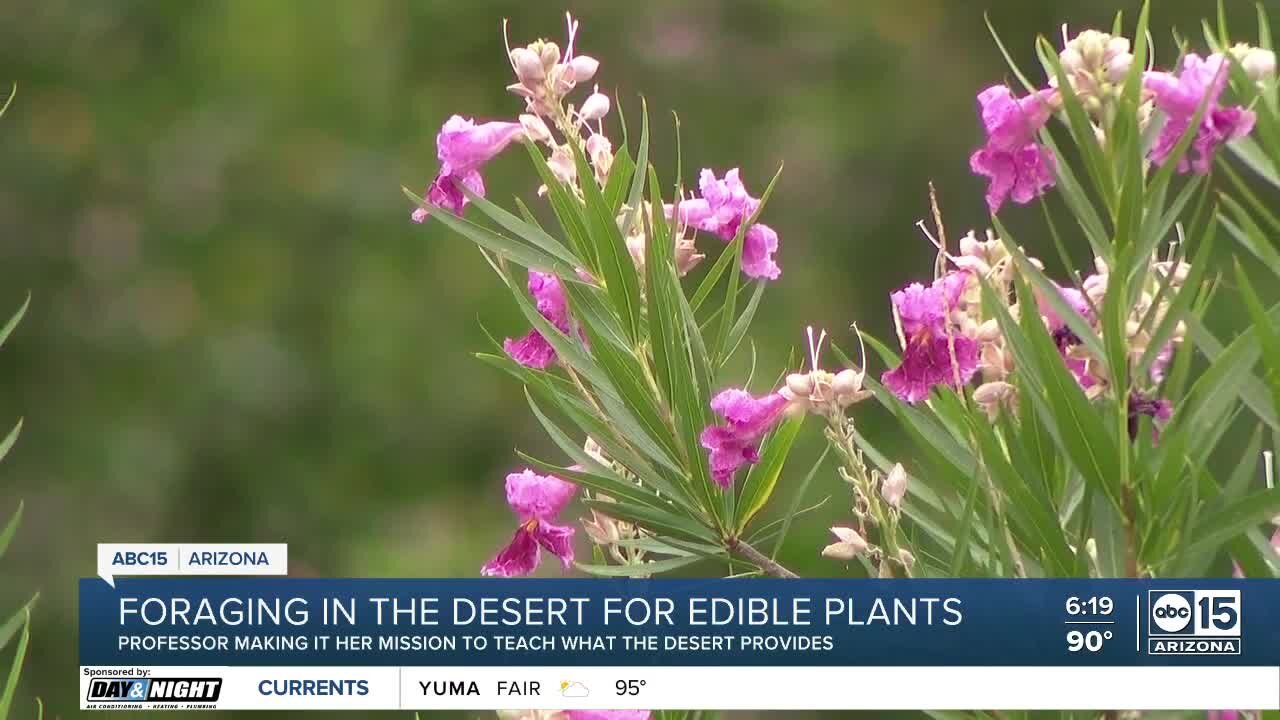 Foraging in the desert for native species that are edible