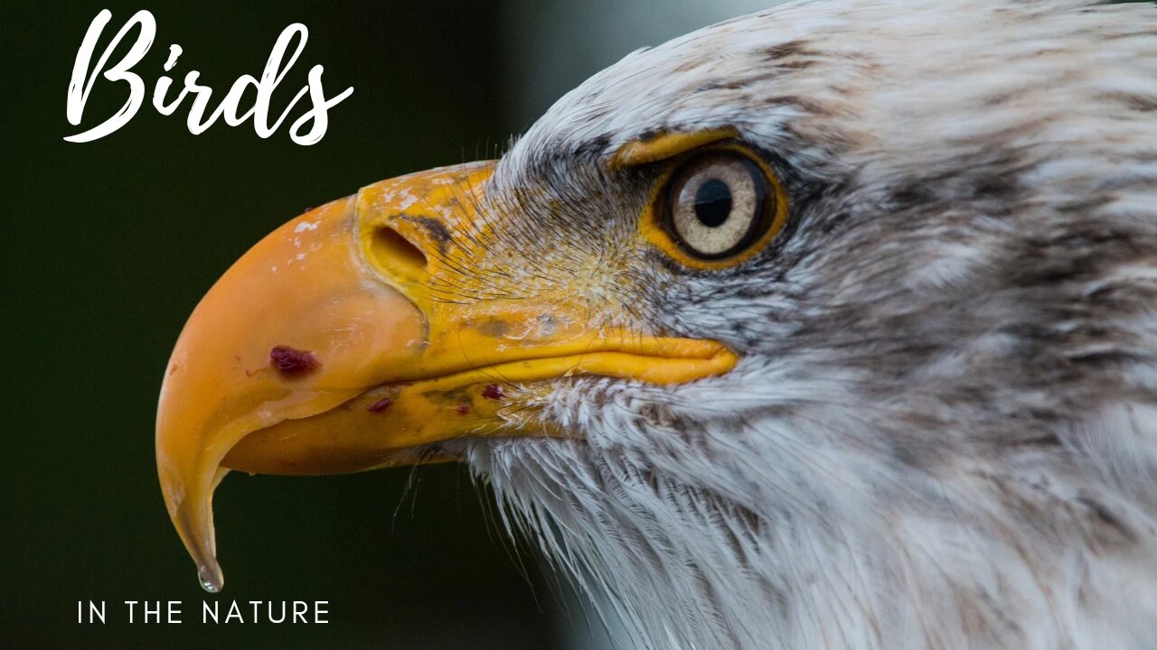 Beautiful birds in the nature