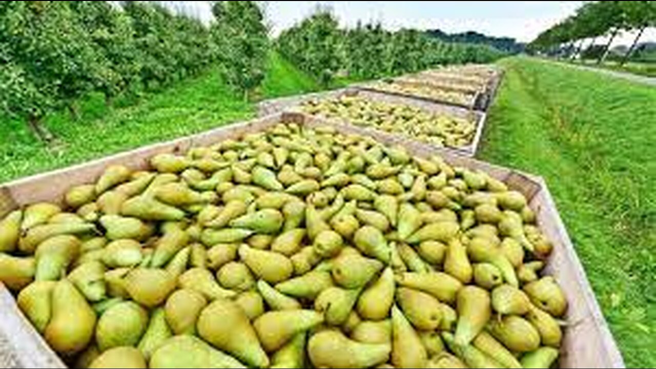 Awesome Pears Cultivation Technology - Pears Farming and Harvest - Pears Processing