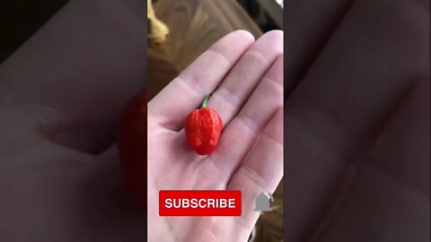 Update on overwintering pepper plants #shorts