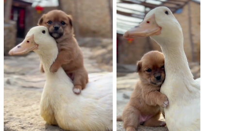 Cute dog with duck😍 amazing friendship😊