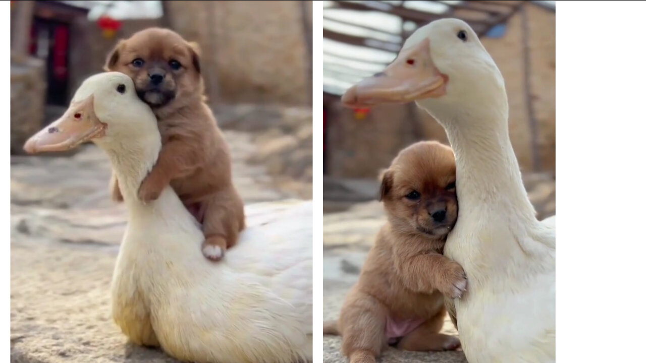 Cute dog with duck😍 amazing friendship😊