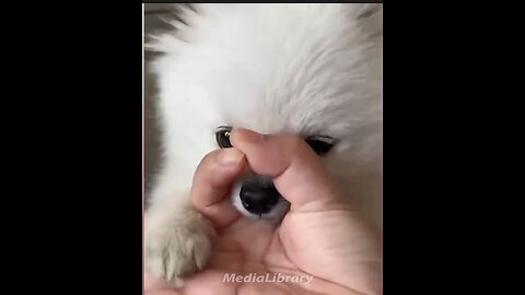 Funny animals - Funny cats / dogs - Funny animal videos 4