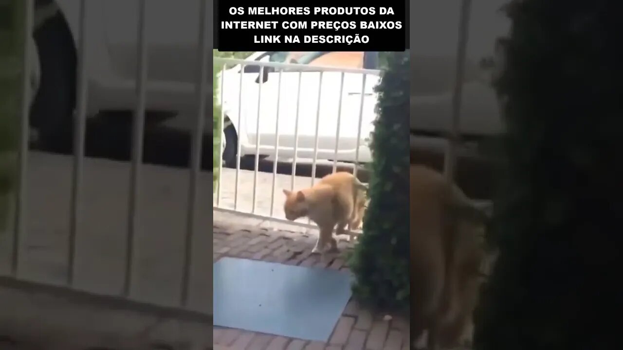 O GATO QUE SABE ABRIR O PORTÃO