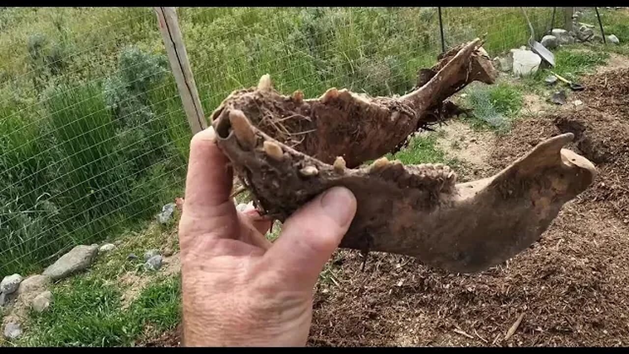 Look What We Found In Our Compost Pile!