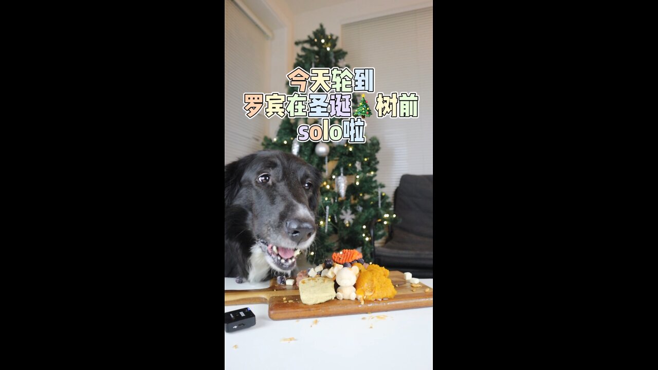 Tiger's daily (12/18/2022)