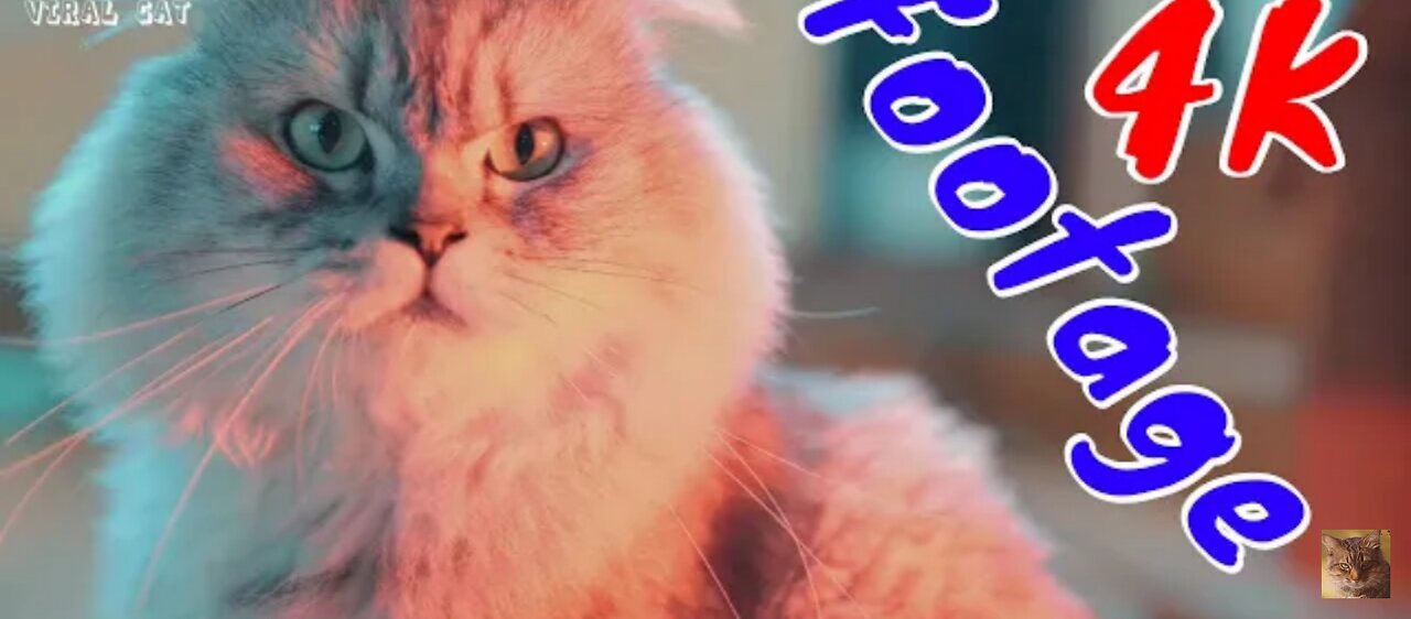 4K Quality Animal Footage - Cats and Kittens Beautiful Scenes