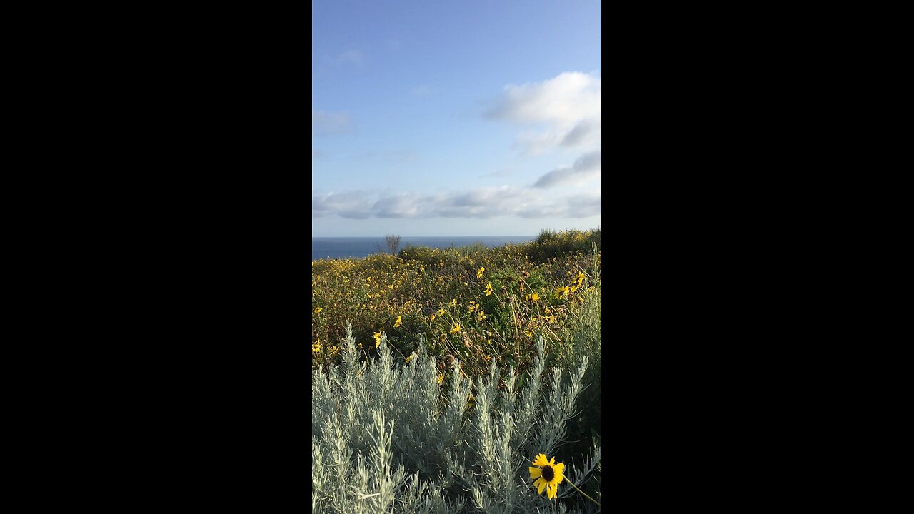 Flowers blooming