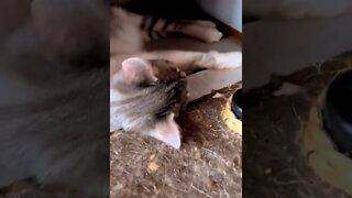 CATS = SEE WHAT HAPPENS DURING THE VIDEO = Léo Sócrates