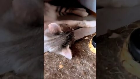 CATS = SEE WHAT HAPPENS DURING THE VIDEO = Léo Sócrates
