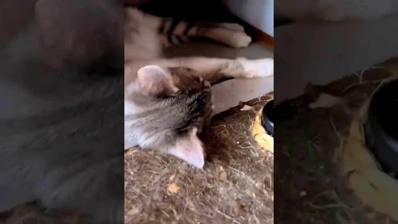 CATS = SEE WHAT HAPPENS DURING THE VIDEO = Léo Sócrates