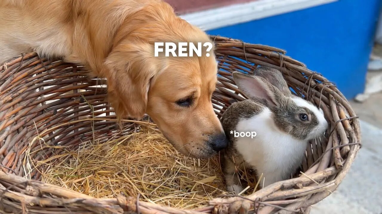 Gentle Golden Retriever Meets A Bunny For The First Time