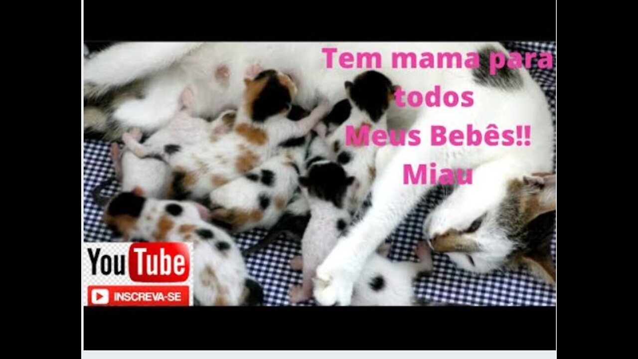 Mama time!! Newborn Kittens!! Very Hungry!!