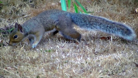 IECV NV #466 - 👀 Grey Squirrel Exploring The Backyard 🐿️ 9-3-2017